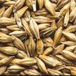 barley