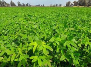 methi