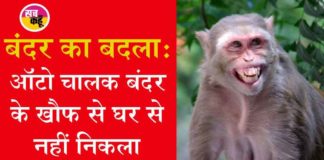 monkey made an auto driver run sachkahoon