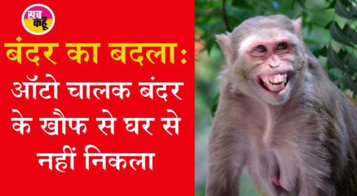 monkey made an auto driver run sachkahoon