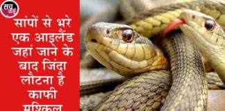 snakes are not found in Ireland sachkahoon