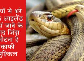 snakes are not found in Ireland sachkahoon