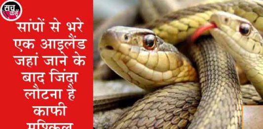 snakes are not found in Ireland sachkahoon