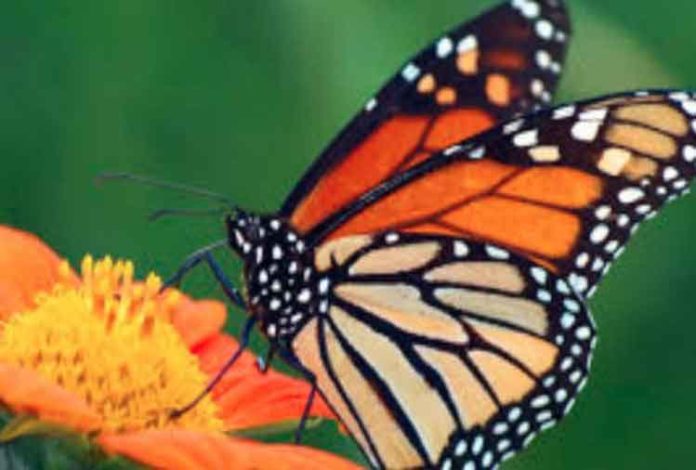 survey on butterflies sachkahoon