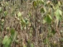 Narma's crop sachkahoon