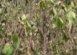 Narma's crop sachkahoon