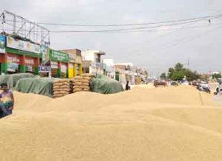 Purchase of paddy sachkahoon