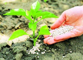 SSP gives cheaper and more fertility than DAP sachkahoon