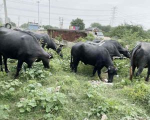 agricultural tourism centers sachkahoon