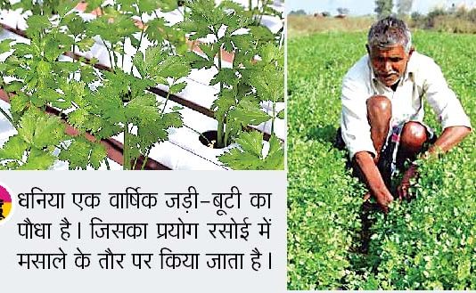 Dhaniya Ki Kheti