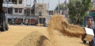 paddy will be done in Haryana-Punjab SACHKAHOON