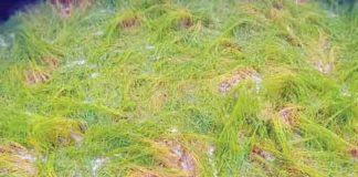 unseasonal-rains sachkahoon