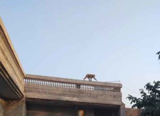 Monkeys made life difficult sachkahoon