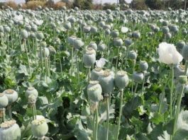Opium