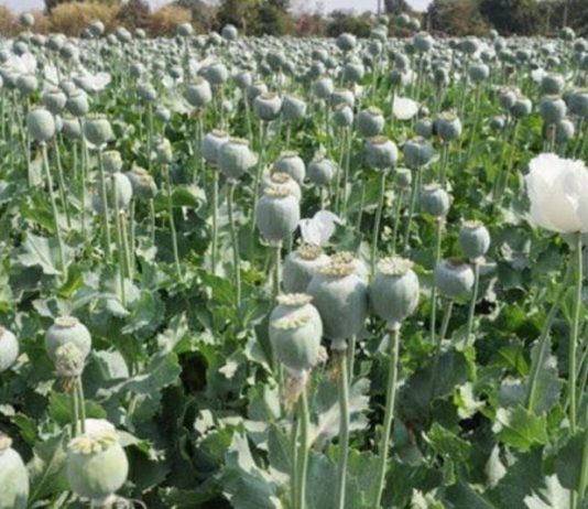 अफीम घातक नशा इसकी खेती की वकालत गलत Opium