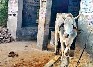 जाखल: अनदेखी की मार, शक्करपुरा का बस स्टैंड बना ‘पशु स्टैंड’