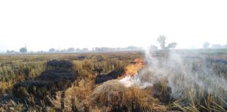 burn stubble in Sirsa sachkahoon