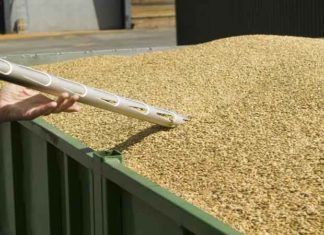 नवंबर में पांच किलोग्राम गेहू्ं प्रति सदस्य को मिलेगा नि:शुल्क wheat sachkahoon