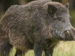 58 wild pigs brought from Gujarat sachkahoon