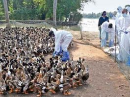 Bird Flu in Japan