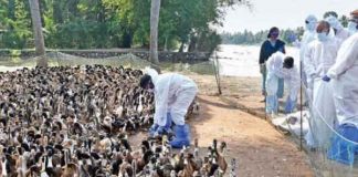 Bird Flu in Japan