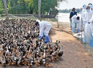 Bird Flu in Japan