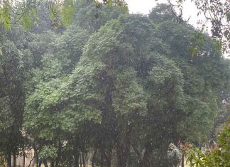 Hailstones sachkahoon