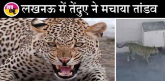 Leopard created orgy in Lucknow sachkahoon