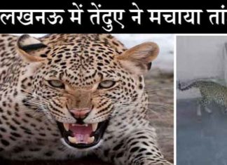 Leopard created orgy in Lucknow sachkahoon