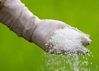 अब यूरिया के लिए मारामारी Now fight for urea sachkahoon