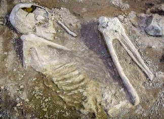 Skeleton found in bushes sachkahoon