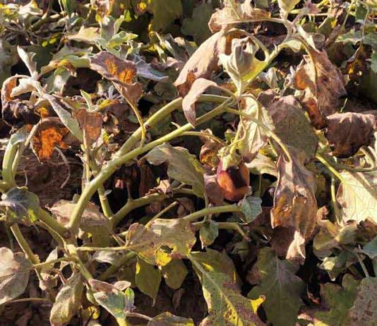 Vegetable crop destroyed sachkahoon