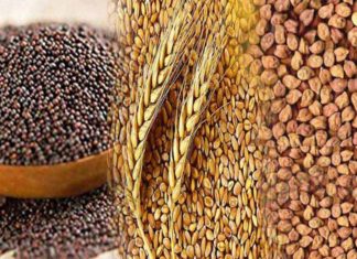 बूंदाबांदी से गेहूं, सरसों व चना की फसलों को मिला फायदा benefited from drizzle sachkahoon