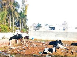 destitute animal sachkahoon