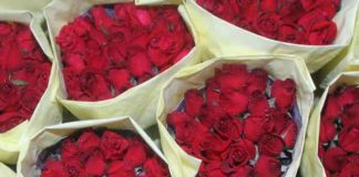 quality of rose flowers sachkahoon