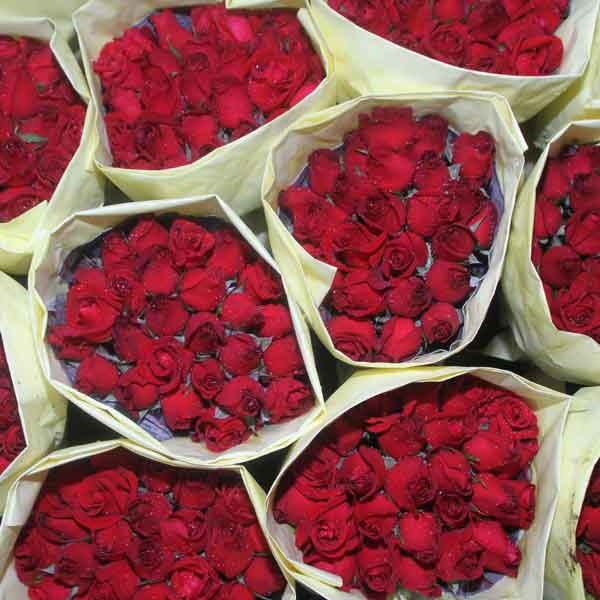 quality of rose flowers sachkahoon
