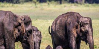 Elephant twins named sachkahoon