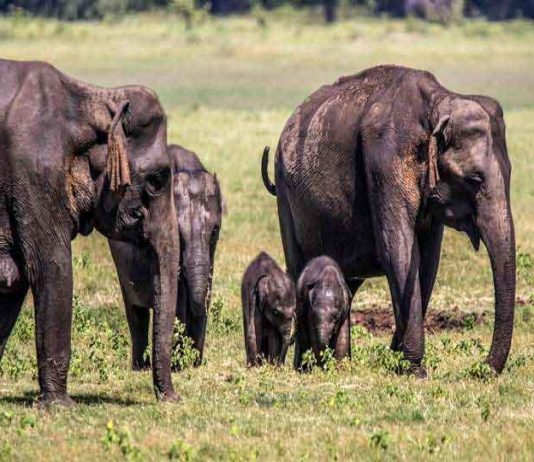 Elephant twins named sachkahoon