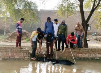 Followers of Dera Sacha Sauda, Rattewala sachkahoon