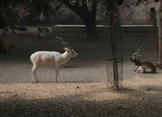 Heaters and curtains for wildlife sachkahoon