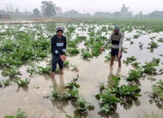 crops submerged sachkahoon