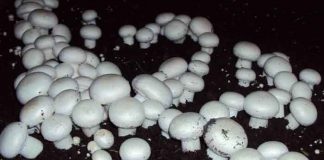 Cultivating Mushrooms sachkahoon