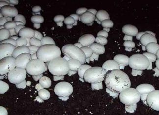 Cultivating Mushrooms sachkahoon