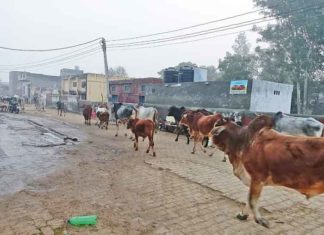 Strict action sachkahoon