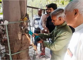 Tree Guard Man sachkahoon