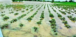 crops damaged due to rain sachkahoon