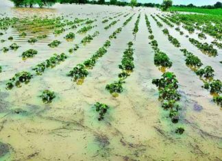 crops damaged due to rain sachkahoon