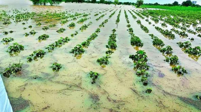 crops damaged due to rain sachkahoon