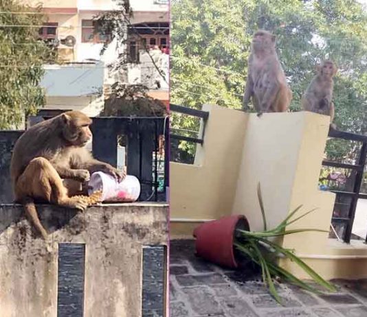 fear of monkeys sachkahoon