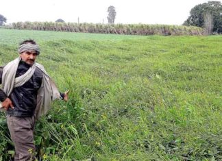 बरसात के साथ आई हवा ने किसानों की बढ़ाई चिंता, फसलों को भारी नुकसान का अंदेशा heavy damage sachkahoon